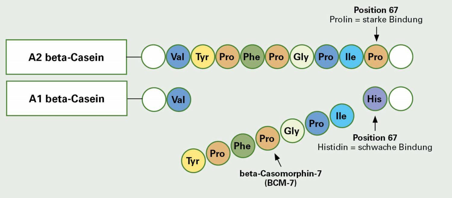 Die Grafik zeigt den Aminosäuren-Aufbau von A1- und A2-beta-Casein sowie die Stelle, an der eine relevante Menge des Eiweißbruchstücks beta-Casomorphin-7 freigesetzt wird.