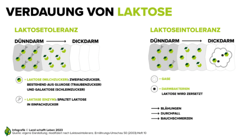 Grafische Darstellung der Verdauung von Laktose im Dünn- und Dickdarm