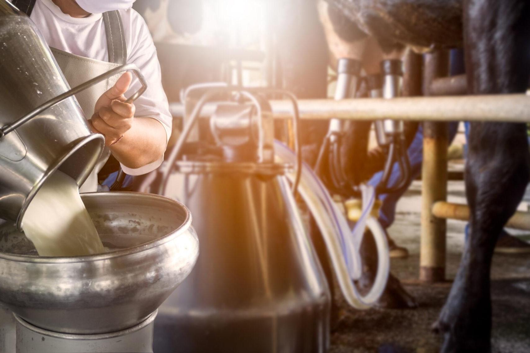 Ein Mann schüttet Milch aus einem Kübel in einen Trichter, neben Kühen, die gemolken werden