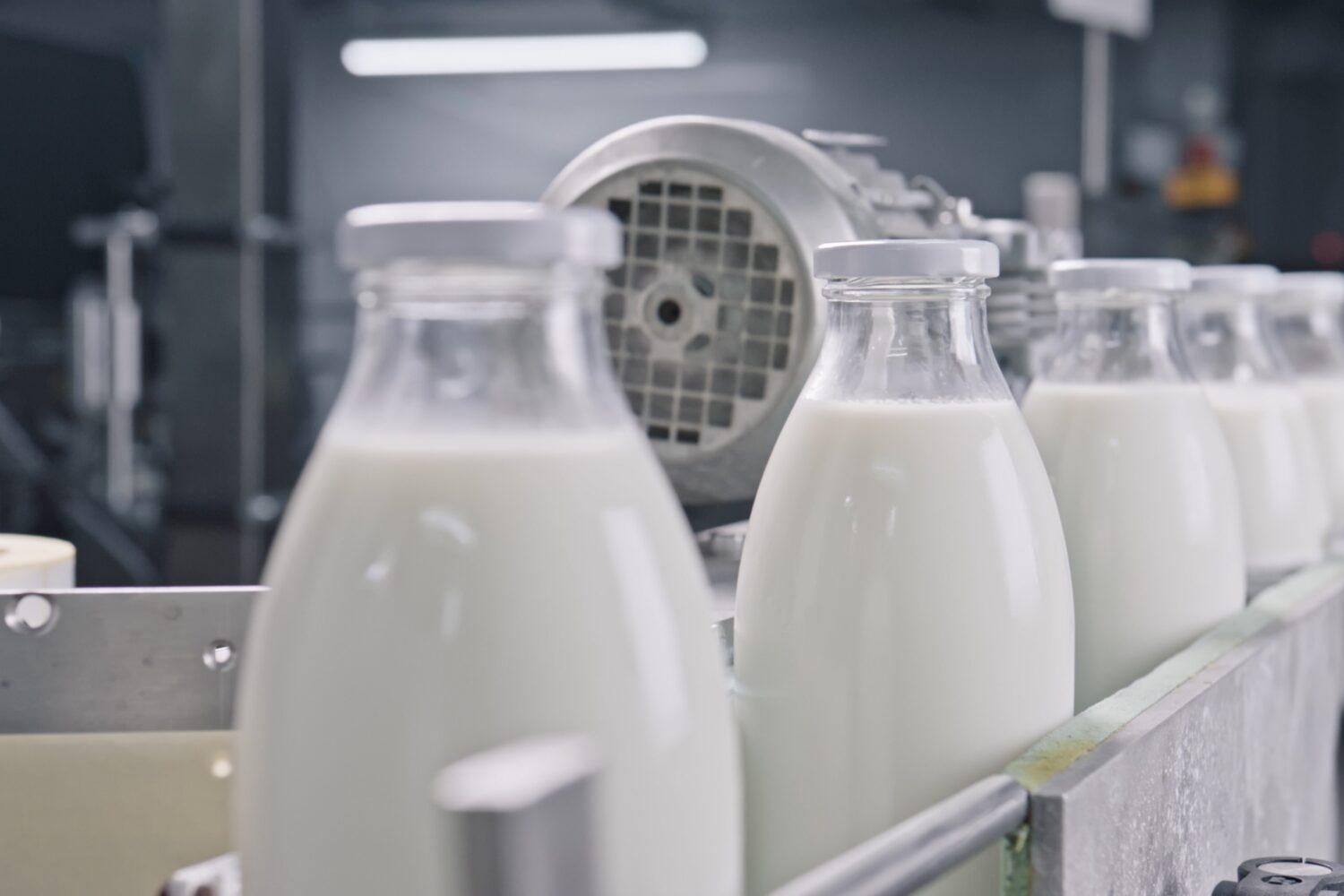 Milchflaschen laufen das Förderband der Abfüllanlage entlang