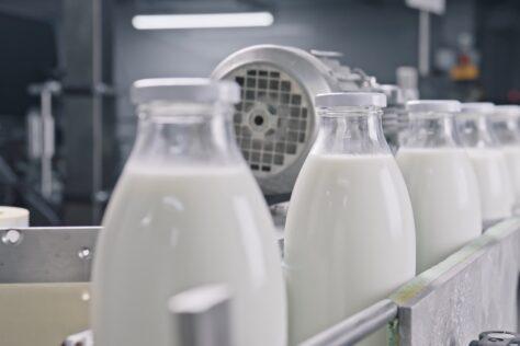 Milchflaschen laufen das Förderband der Abfüllanlage entlang