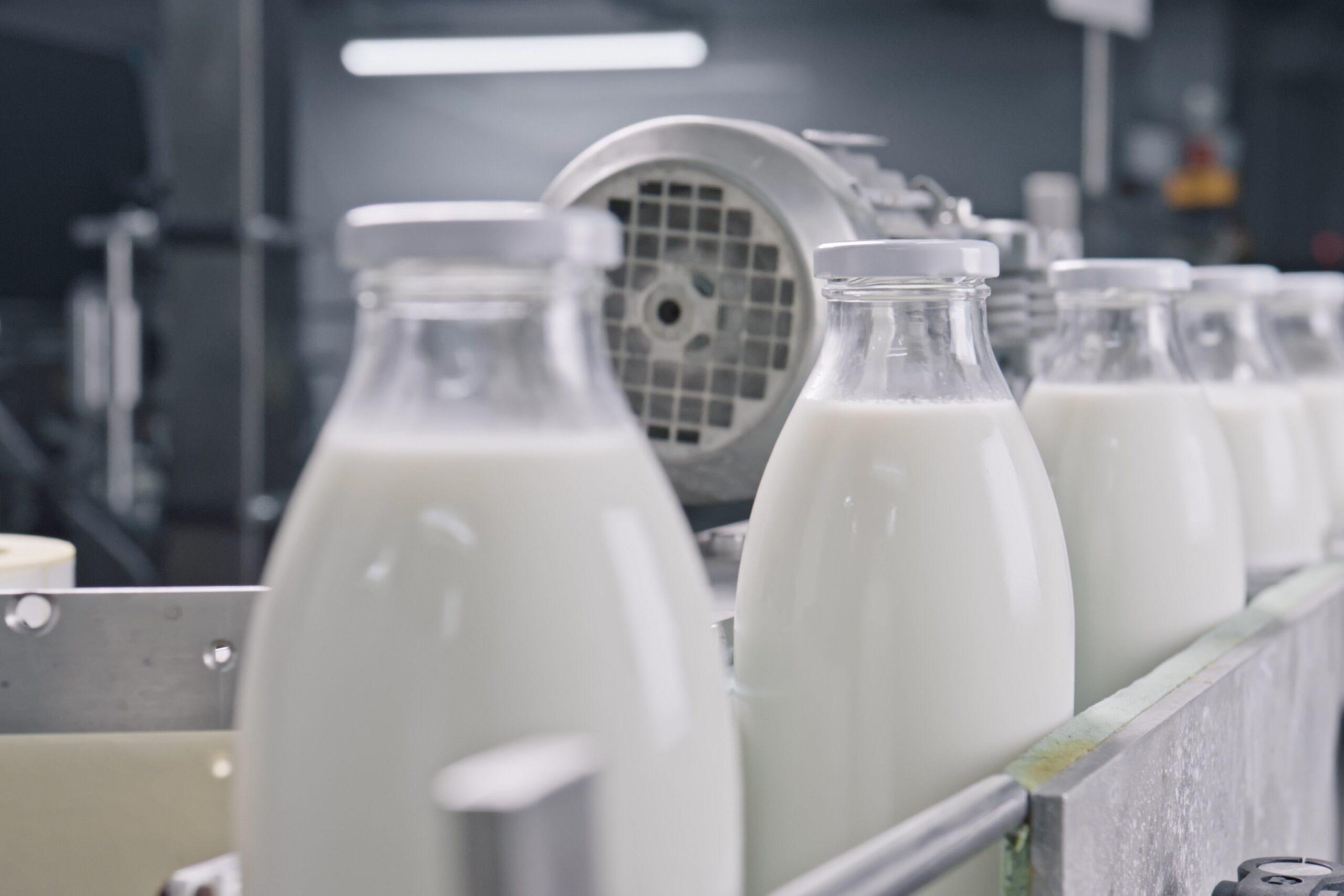 Milchflaschen laufen das Förderband der Abfüllanlage entlang