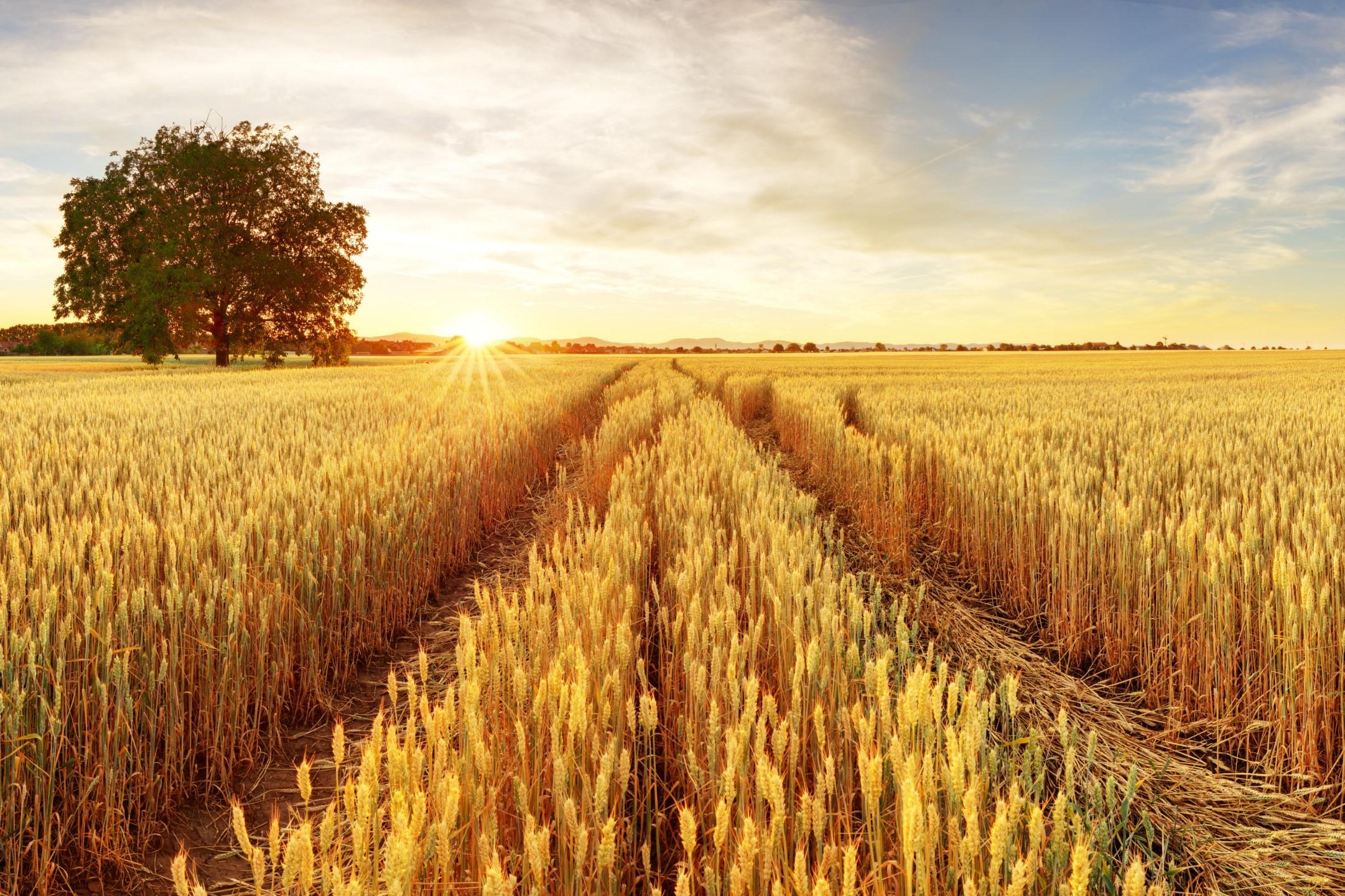 Weizenfeld im Sonnenuntergang mit Baum im Hintergrund und einer Fahrspur im Vordergrund