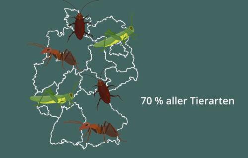 Insekten machen 70% aller Tierarten in Deutschland aus