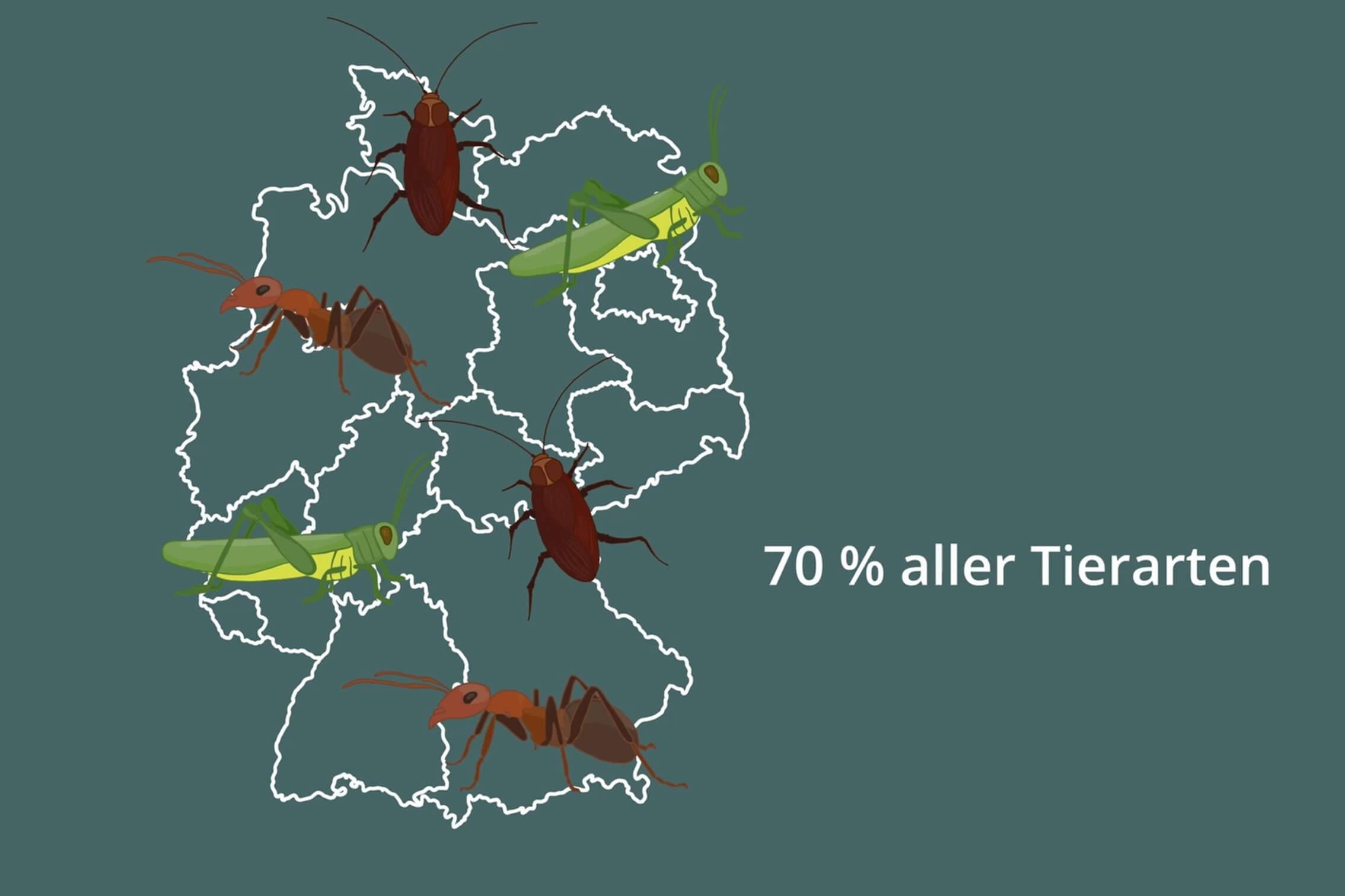 Insekten machen 70% aller Tierarten in Deutschland aus